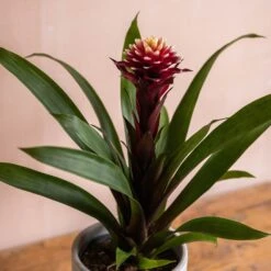 Guzmania Lingulata 'Francesca' -Garden Supplies Sales 2024 pl2000043283 card3 lg