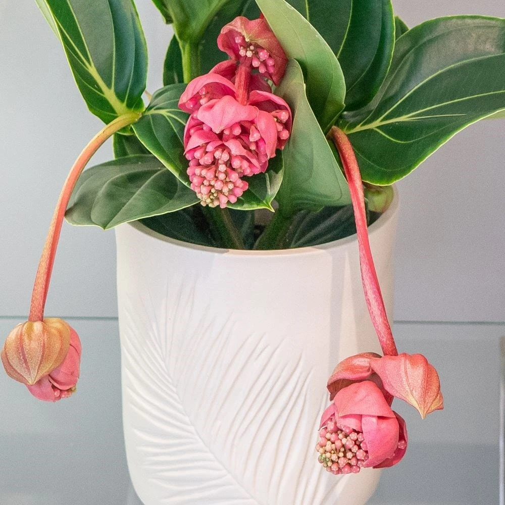 Medinilla Magnifica 'Lambada' 4 Medinilla Magnifica 'Lambada' - Image 2