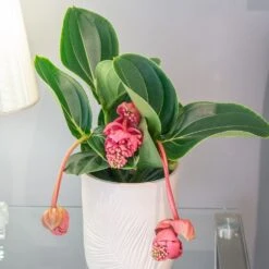 Medinilla Magnifica 'Lambada' 7 Medinilla Magnifica 'Lambada' -Garden Supplies Sales 2024 pl2000043285 card3 lg