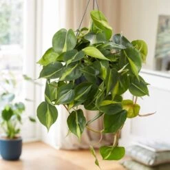 Philodendron Scandens 'Brasil' -Garden Supplies Sales 2024 pl2000043288 card3 lg