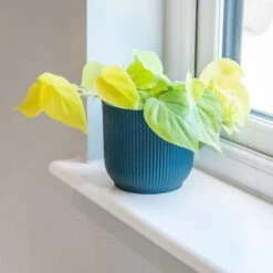 Philodendron Scandens 'Micans Lime'