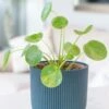 Pilea Peperomioides Mojito ('Mospilmoj') (PBR) -Garden Supplies Sales 2024 pl2000043292