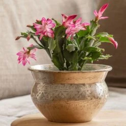 Schlumbergera 'Exotic Dancer'