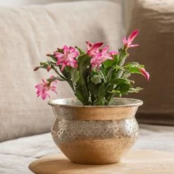 Schlumbergera 'Exotic Dancer' -Garden Supplies Sales 2024 pl2000043302 card3 lg