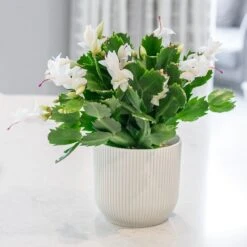 Schlumbergera White-flowered