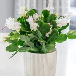 Schlumbergera White-flowered 7 Schlumbergera White-flowered -Garden Supplies Sales 2024 pl2000043303 card3 lg