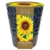 Indoor Sunflower Pot 2 Indoor Sunflower Pot -Garden Supplies Sales 2024 pl2000043557