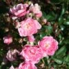 Rosa 'The Fairy' -Garden Supplies Sales 2024 pl2000044019