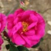 Rosa Gallica Var. Officinalis 1 Rosa Gallica Var. Officinalis -Garden Supplies Sales 2024 pl2000044026