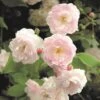 Rosa 'Noisette Carnée' -Garden Supplies Sales 2024 pl2000044029