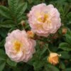 Rosa 'Ghislaine De Féligonde' -Garden Supplies Sales 2024 pl2000044030