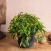 Ficus Benjamina 'Green Kinky' -Garden Supplies Sales 2024 pl2000044078