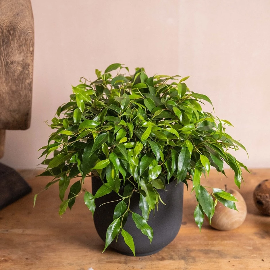 Ficus Benjamina 'Green Kinky' 3 Ficus Benjamina 'Green Kinky'