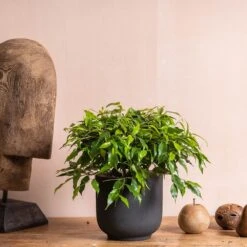 Ficus Benjamina 'Green Kinky' 7 Ficus Benjamina 'Green Kinky' -Garden Supplies Sales 2024 pl2000044078 card3 lg