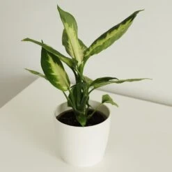 Dieffenbachia 'Camille' -Garden Supplies Sales 2024 pl2000044097 card2 lg