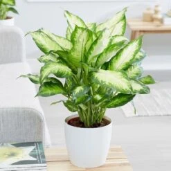 Dieffenbachia 'Camille' -Garden Supplies Sales 2024 pl2000044097 card4 lg