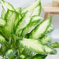 Dieffenbachia 'Camille' -Garden Supplies Sales 2024 pl2000044097 card5 lg