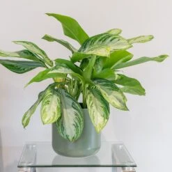 Aglaonema 'Silver Bay' 7 Aglaonema 'Silver Bay' -Garden Supplies Sales 2024 pl2000044127 card3 lg