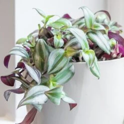 Tradescantia Zebrina -Garden Supplies Sales 2024 pl2000044137 card3 lg