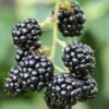 Blackberry 'Waldo' -Garden Supplies Sales 2024 pl2000044306