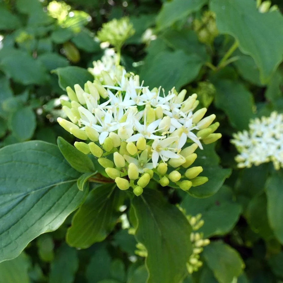 Cornus Controversa 'Pagoda' 3 Cornus Controversa 'Pagoda'