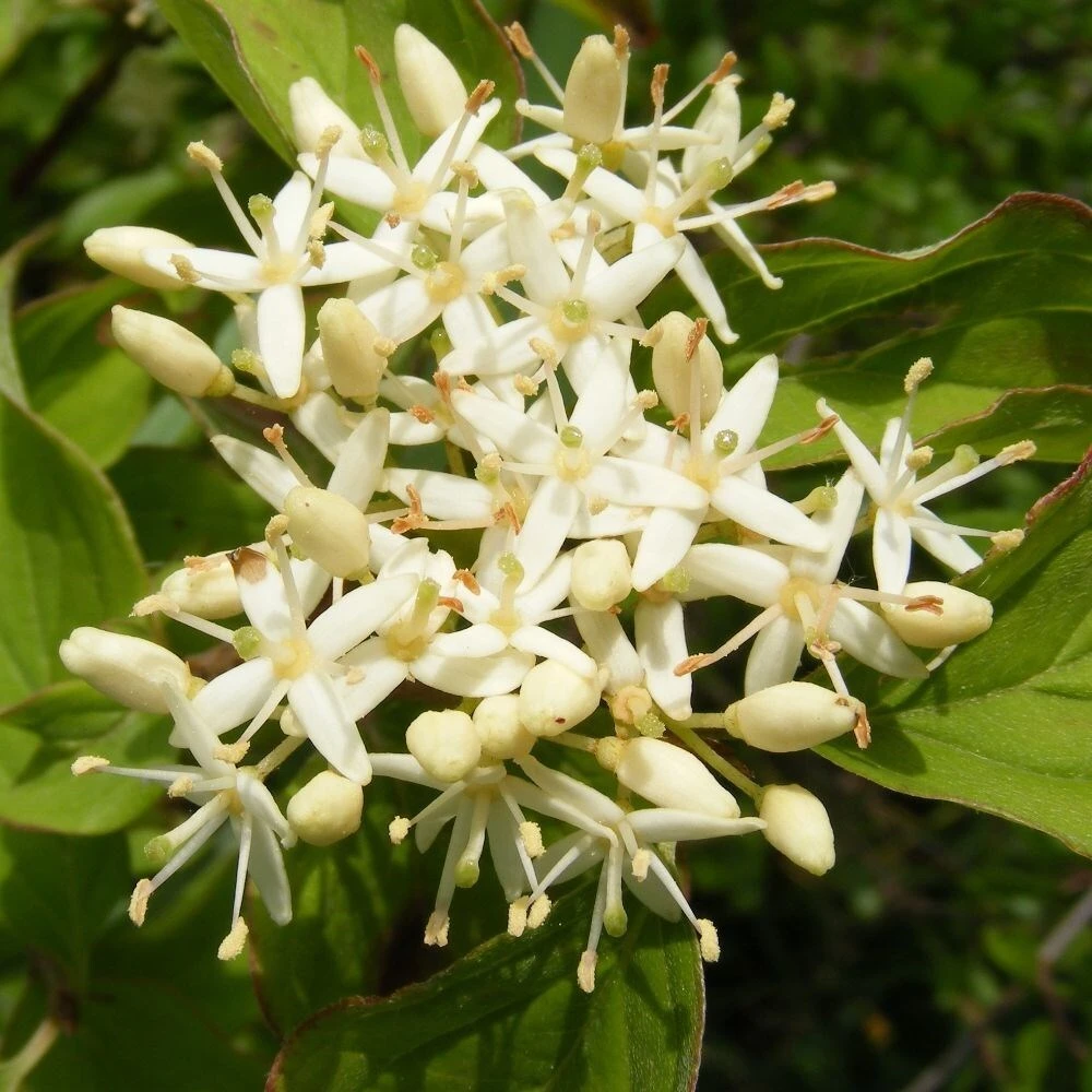Cornus Controversa 'Pagoda' 4 Cornus Controversa 'Pagoda' - Image 2
