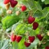 Raspberry 'Malling Jewel' 2 Raspberry 'Malling Jewel' -Garden Supplies Sales 2024 pl2000044473
