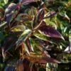 Leucothoe Walteri 'Rainbow' -Garden Supplies Sales 2024 pl2000044485
