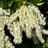 Pieris Japonica 'Purity' 2 Pieris Japonica 'Purity' -Garden Supplies Sales 2024 pl2000044503