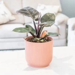 Philodendron 'Black Cardinal' -Garden Supplies Sales 2024 pl2000044766 card3 lg