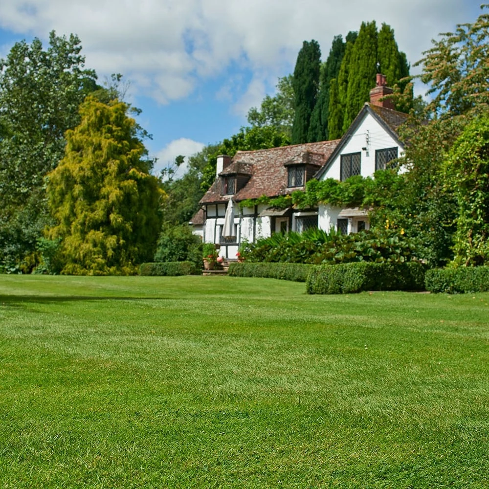 Johnsons Any Time Lawn Seed 4 Johnsons Any Time Lawn Seed - Image 2