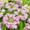 Hydrangea Macrophylla 'Teller Pink' 1 Hydrangea Macrophylla 'Teller Pink' -Garden Supplies Sales 2024 pl2000045405