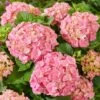 Hydrangea Macrophylla 'Pink' -Garden Supplies Sales 2024 pl2000045410