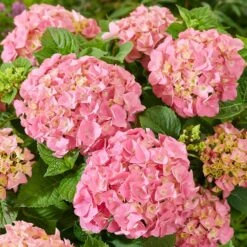 Hydrangea Macrophylla 'Pink'
