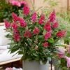 Buddleja Little Ruby ('BotEx 006') (PBR) (Butterfly Candy Series) -Garden Supplies Sales 2024 pl2000045431