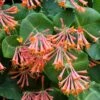 Lonicera Sempervirens -Garden Supplies Sales 2024 pl2000045484