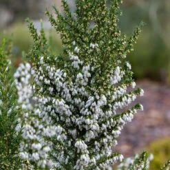 Erica Arborea Var. Australis F. Albiflora 'Polar Express'