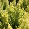 Erica Arborea 'Estrella Gold' -Garden Supplies Sales 2024 pl2000045948