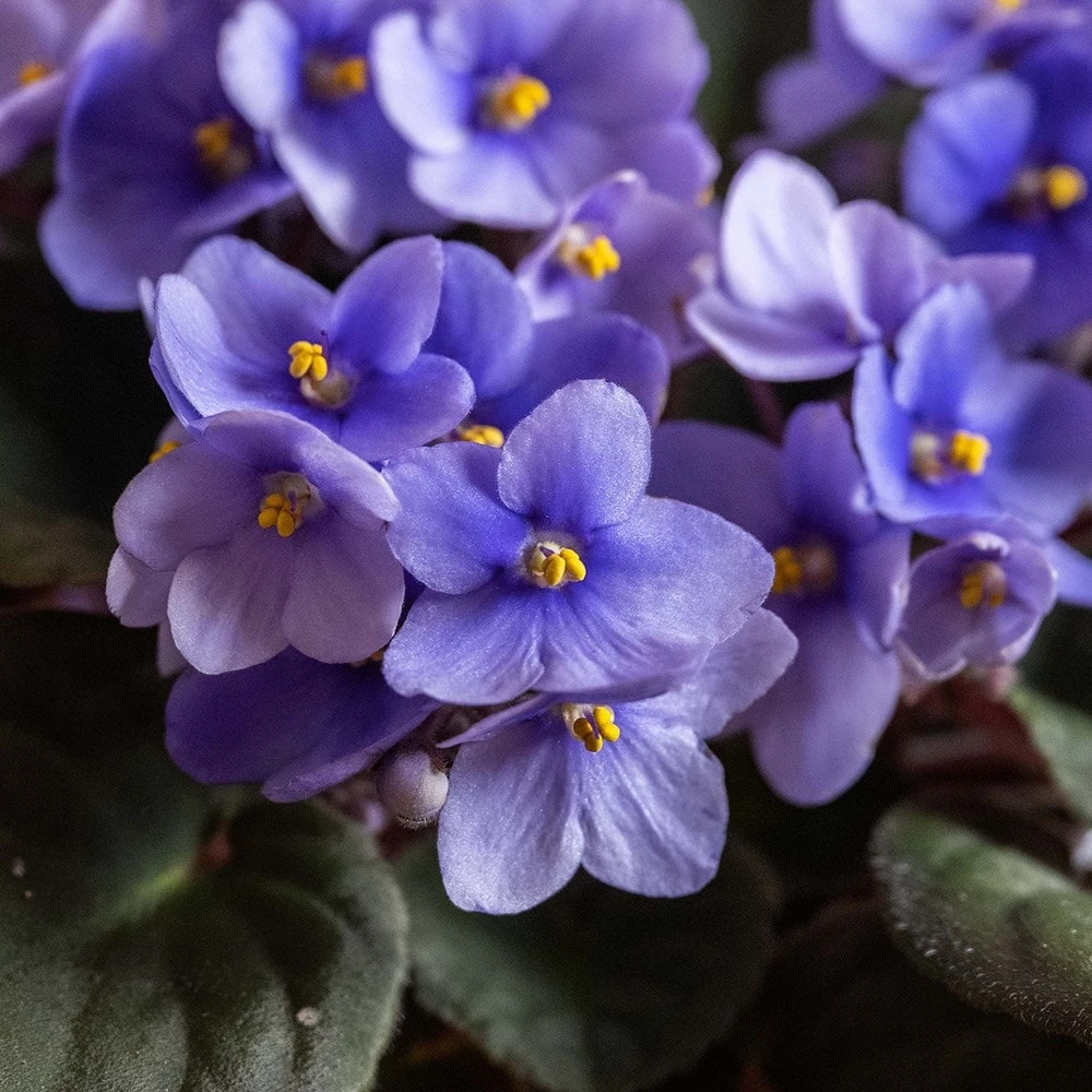 Saintpaulia 'Light Blue' 4 Saintpaulia 'Light Blue' - Image 2