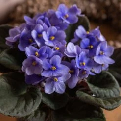 Saintpaulia 'Light Blue' 7 Saintpaulia 'Light Blue' -Garden Supplies Sales 2024 pl2000046315 card3 lg