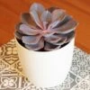 Echeveria 'Purple Pearl' (PBR) -Garden Supplies Sales 2024 pl2000046571