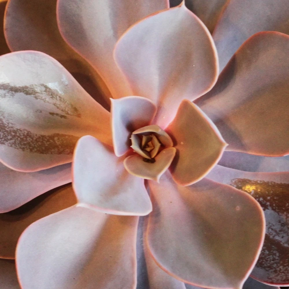 Echeveria 'Purple Pearl' (PBR) 4 Echeveria 'Purple Pearl' (PBR) - Image 2