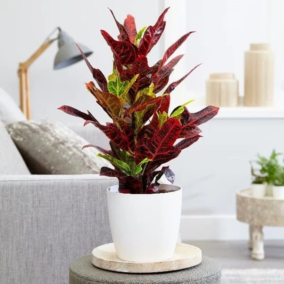 Codiaeum Variegatum Var. Pictum 'Excellent' 3 Codiaeum Variegatum Var. Pictum 'Excellent'