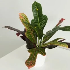 Codiaeum Variegatum Var. Pictum 'Excellent' 7 Codiaeum Variegatum Var. Pictum 'Excellent' -Garden Supplies Sales 2024 pl2000046586 card2 lg