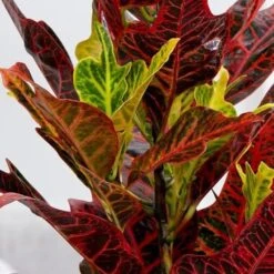 Codiaeum Variegatum Var. Pictum 'Excellent' 8 Codiaeum Variegatum Var. Pictum 'Excellent' -Garden Supplies Sales 2024 pl2000046586 card3 lg