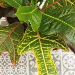 Codiaeum Variegatum Var. Pictum 'Excellent' 9 Codiaeum Variegatum Var. Pictum 'Excellent' -Garden Supplies Sales 2024 pl2000046586 card4 lg