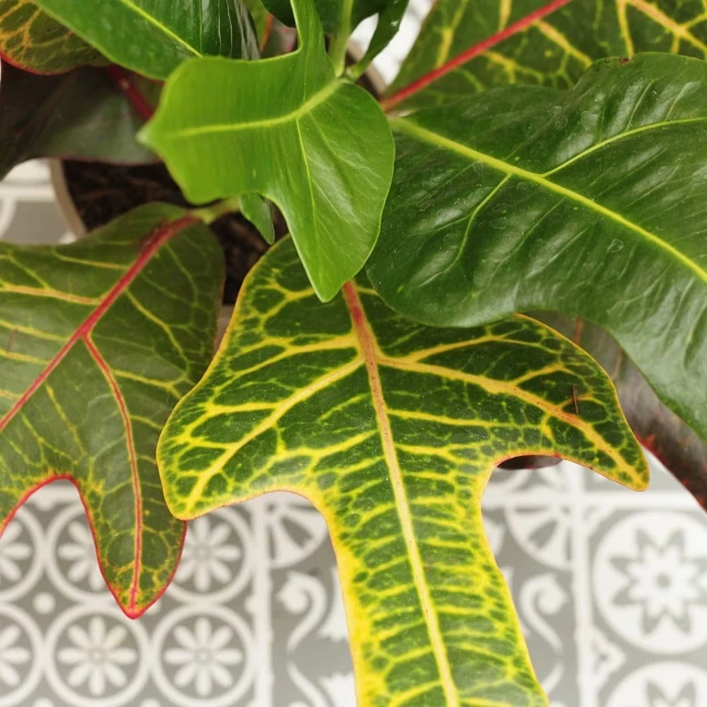 Codiaeum Variegatum Var. Pictum 'Excellent' 6 Codiaeum Variegatum Var. Pictum 'Excellent' - Image 4