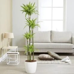 Dracaena Fragrans (Deremensis Group) 'Lemon Lime' -Garden Supplies Sales 2024 pl2000046605 card3 lg