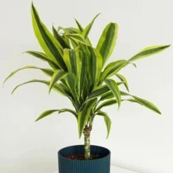 Dracaena Fragrans (Deremensis Group) 'Lemon Lime' -Garden Supplies Sales 2024 pl2000046605 card5 lg