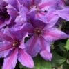 Clematis Tumaini ('Evigsy151') (PBR) -Garden Supplies Sales 2024 pl2000046633